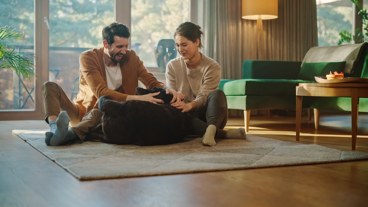 At Home: Happy Couple Play with Their Dog, Gorgeous Brown Labrador Retriever. Boyfriend and Girlfriend Tease, Pet and Scratch Super Happy Doggy, Have Fun in the Living Room